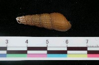 藏品(顆粒川蜷)的圖片